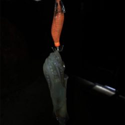 久しぶりに高活性のヒイカ釣り\(^^)/