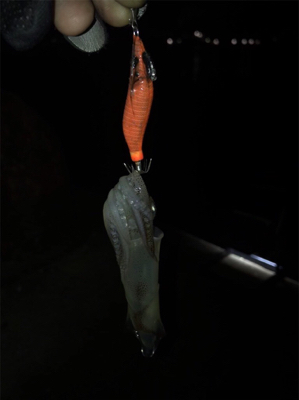 久しぶりに高活性のヒイカ釣り\(^^)/