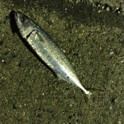 ビック/スモール