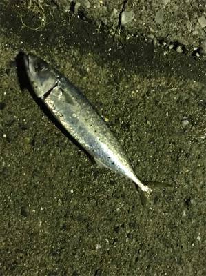 ビック/スモール