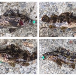 釣り納めで、メバル釣れた