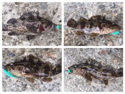 釣り納めで、メバル釣れた