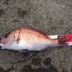 お正月用真鯛チャレンジ