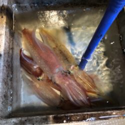 本年度ラストイカメタル