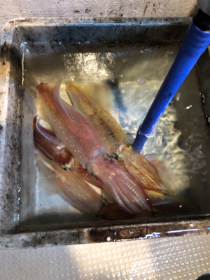 本年度ラストイカメタル