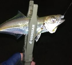 ナイトアジング