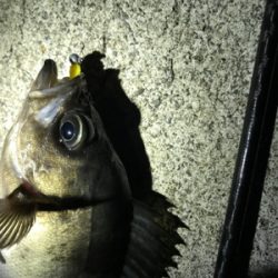 やっと釣りに行けました！