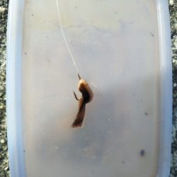 サヨリはいつまで?