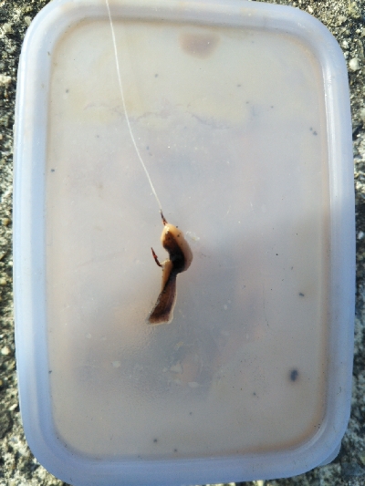 サヨリはいつまで?