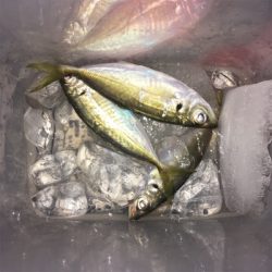 大阪湾奥アジング パターン攻略