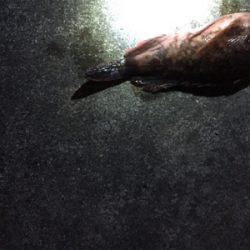 クリスマスの相手は魚のみ…