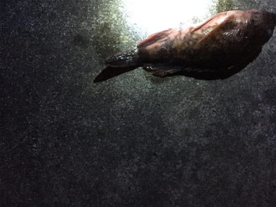 クリスマスの相手は魚のみ…