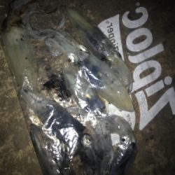 やや寒い中でのヒイカ釣り(^^)