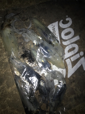 やや寒い中でのヒイカ釣り(^^)