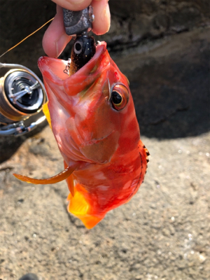 望月ハードロック