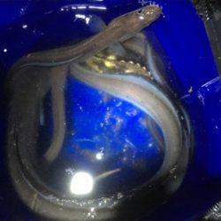 久しぶりの釣り