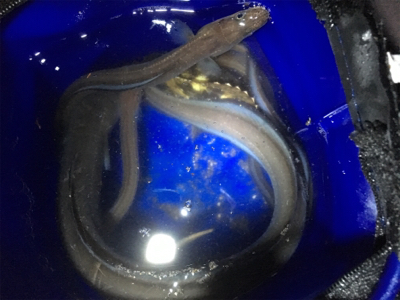 久しぶりの釣り