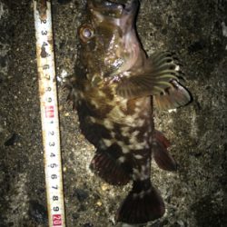 根魚好調です