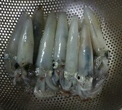 ヒイカエギング終盤