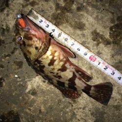 寂しい釣果(＞＜)