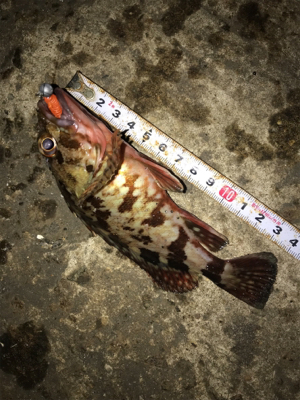 寂しい釣果(＞＜)