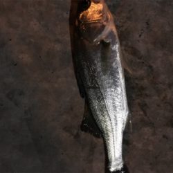 チーバスのみ好調。。。