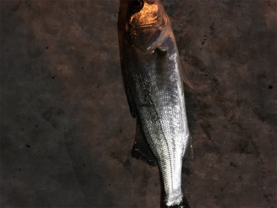 チーバスのみ好調。。。