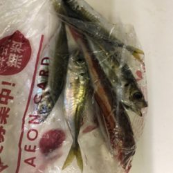 まさかの高級魚
