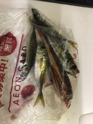 まさかの高級魚