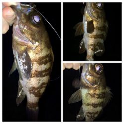 メバリンガー1900〜1939