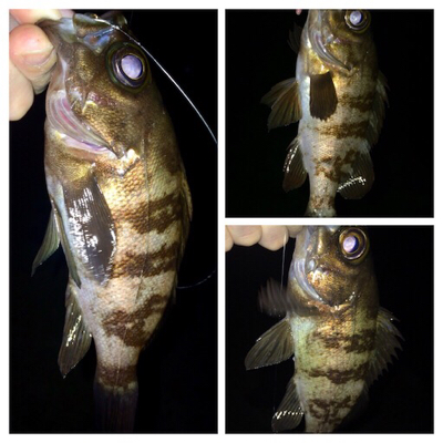 メバリンガー1900〜1939