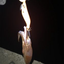 やっぱり厳しいヒイカ釣り(＞＜)