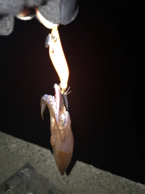 やっぱり厳しいヒイカ釣り(＞＜)