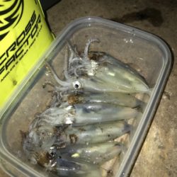 極寒+爆風の中でのヒイカ釣り