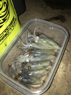 極寒+爆風の中でのヒイカ釣り