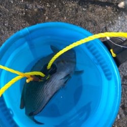 寒波ライトゲーム