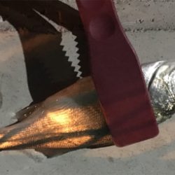 少しだけマシなサイズ！