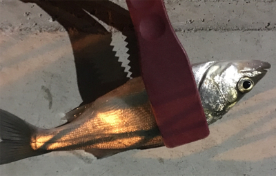 少しだけマシなサイズ！