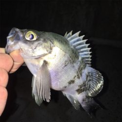 寒波でメバリング