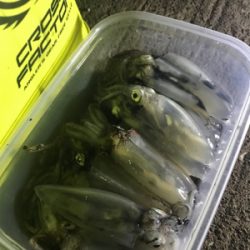 今年最後のヒイカ釣り＼(^^)／プチ1091状態！