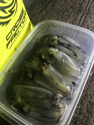 今年最後のヒイカ釣り＼(^^)／プチ109…