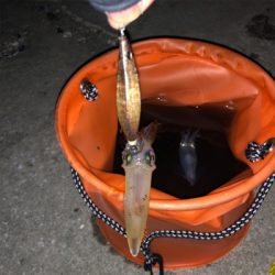 ライトエギングで釣り納め！