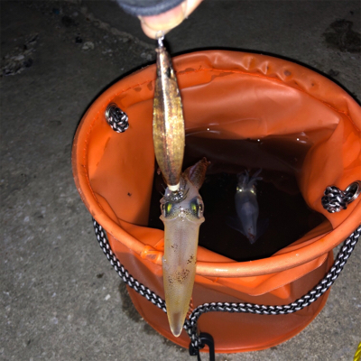 ライトエギングで釣り納め！