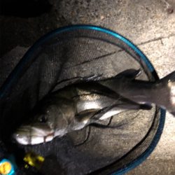 釣り納めメバリング！