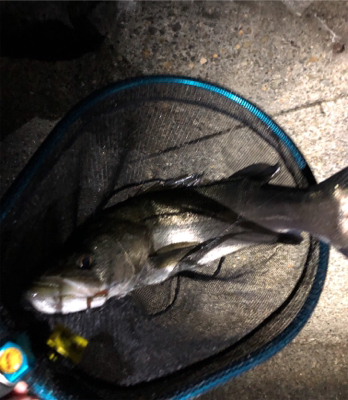 釣り納めメバリング！