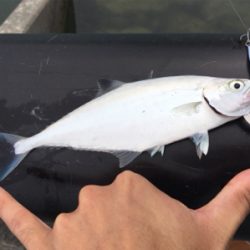 河川でミナミイケカツオ