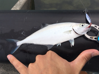河川でミナミイケカツオ