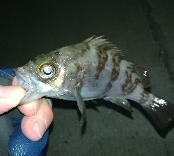 ナイトメバリング