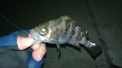 ナイトメバリング