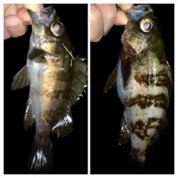 メバリンガー1859〜1937